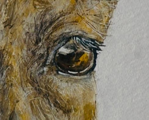 Pferdeauge – Aquarell
