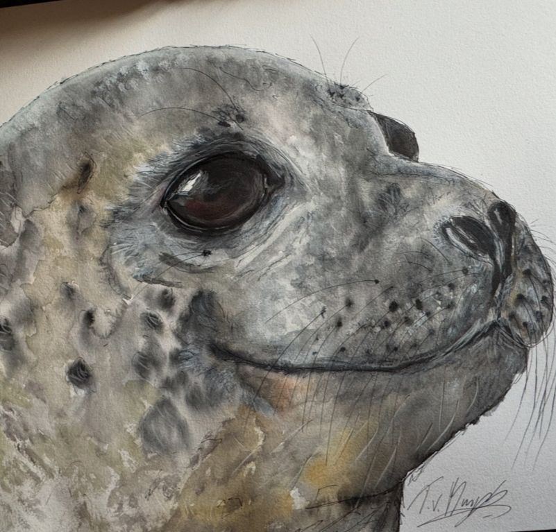 Robbe – Aquarell